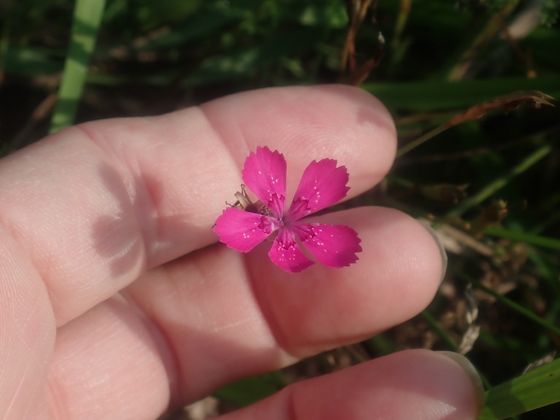 Maiden pink (Dianthus deltoides)