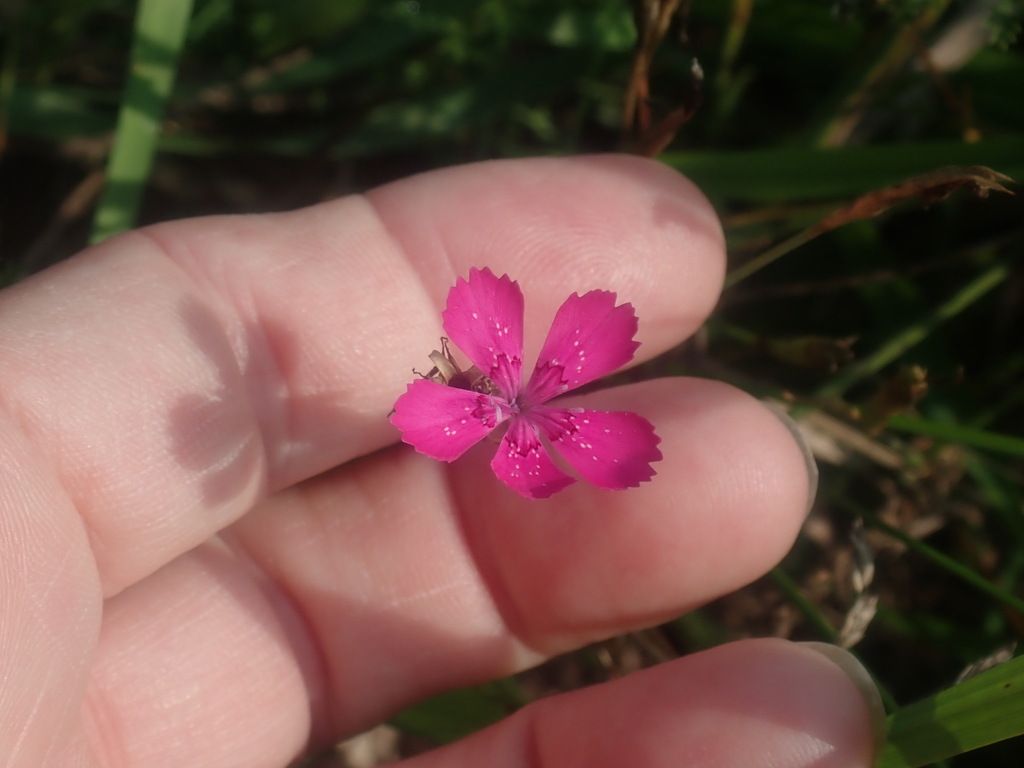 Maiden pink (Dianthus deltoides)