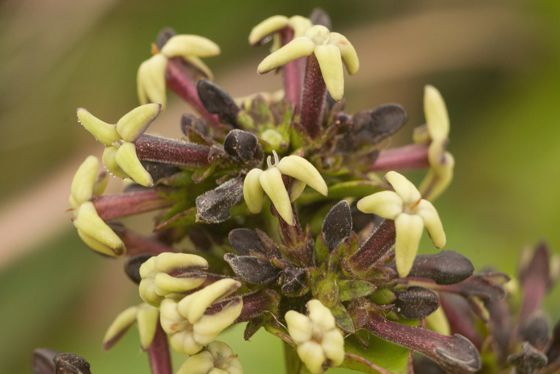 Manono (Kadua affinis)