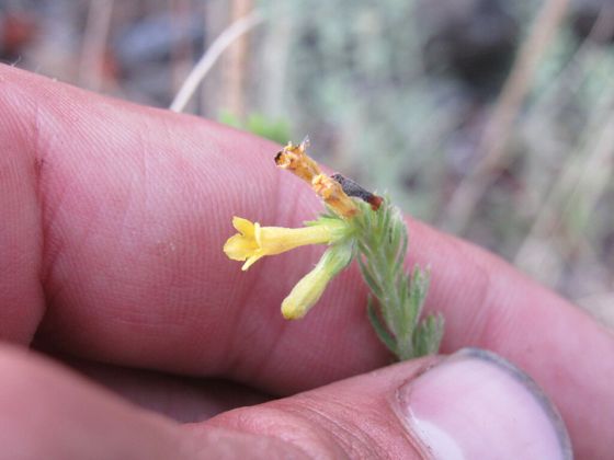 Manyflowered gromwell (Lithospermum multiflorum)