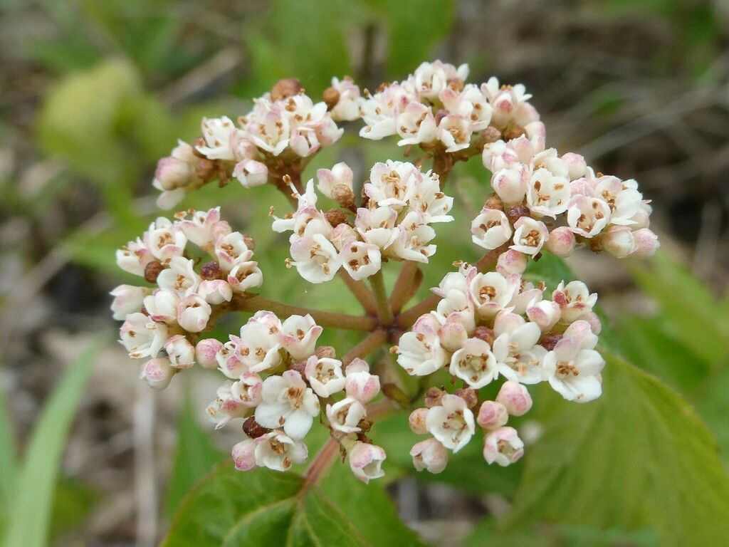 Mapleleaf viburnum (Viburnum acerifolium)