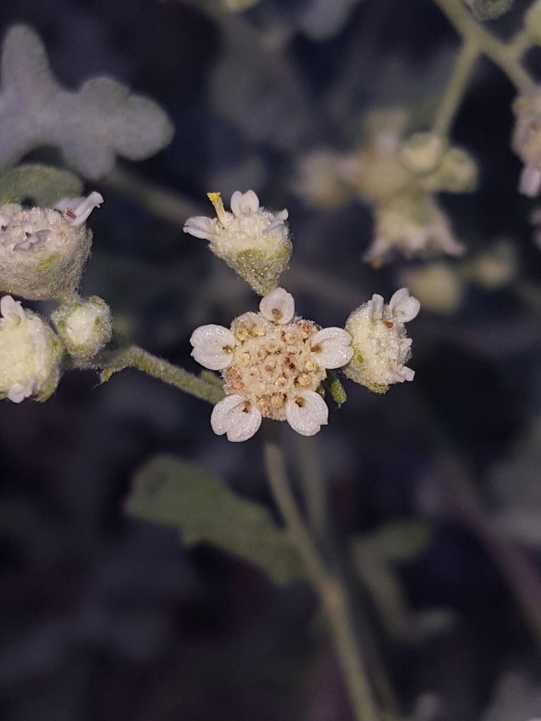 Mariola (Parthenium incanum)
