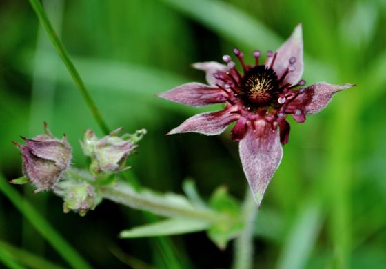 Marsh cinquefoil (Comarum palustre)
