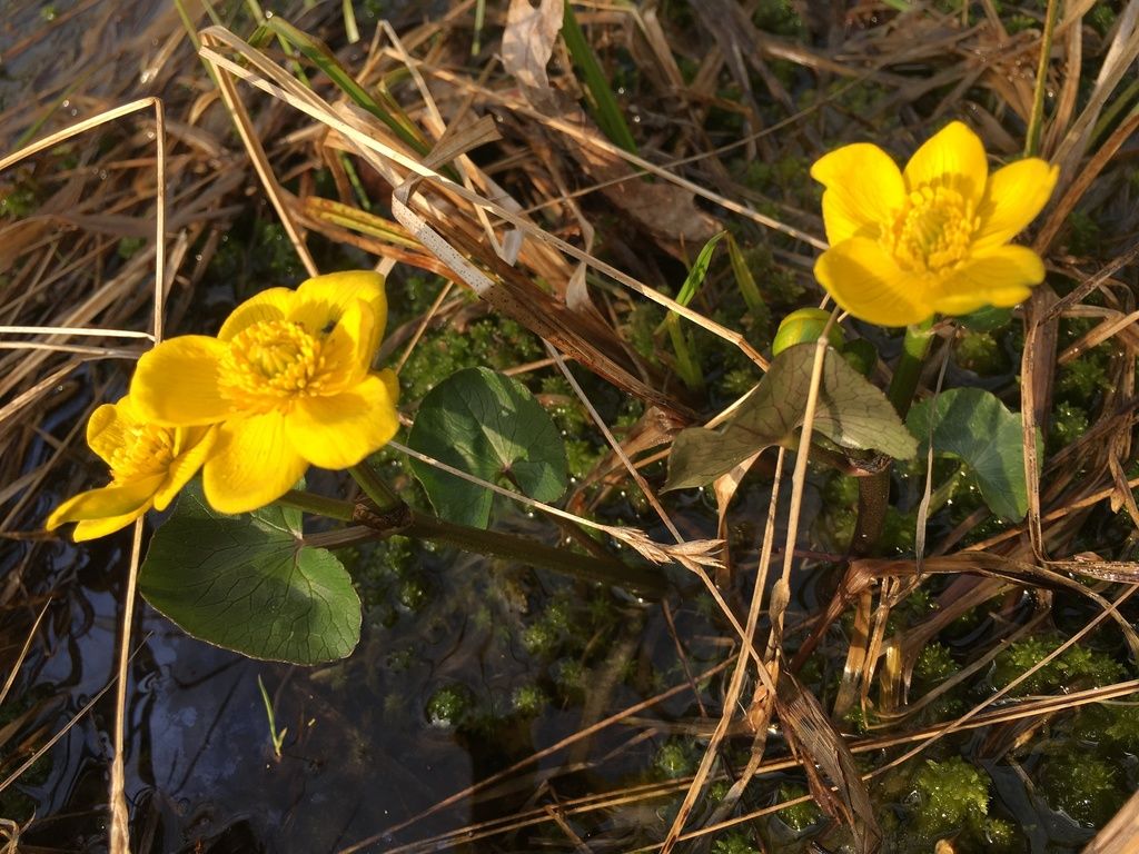 Marsh marigold (Caltha palustris)