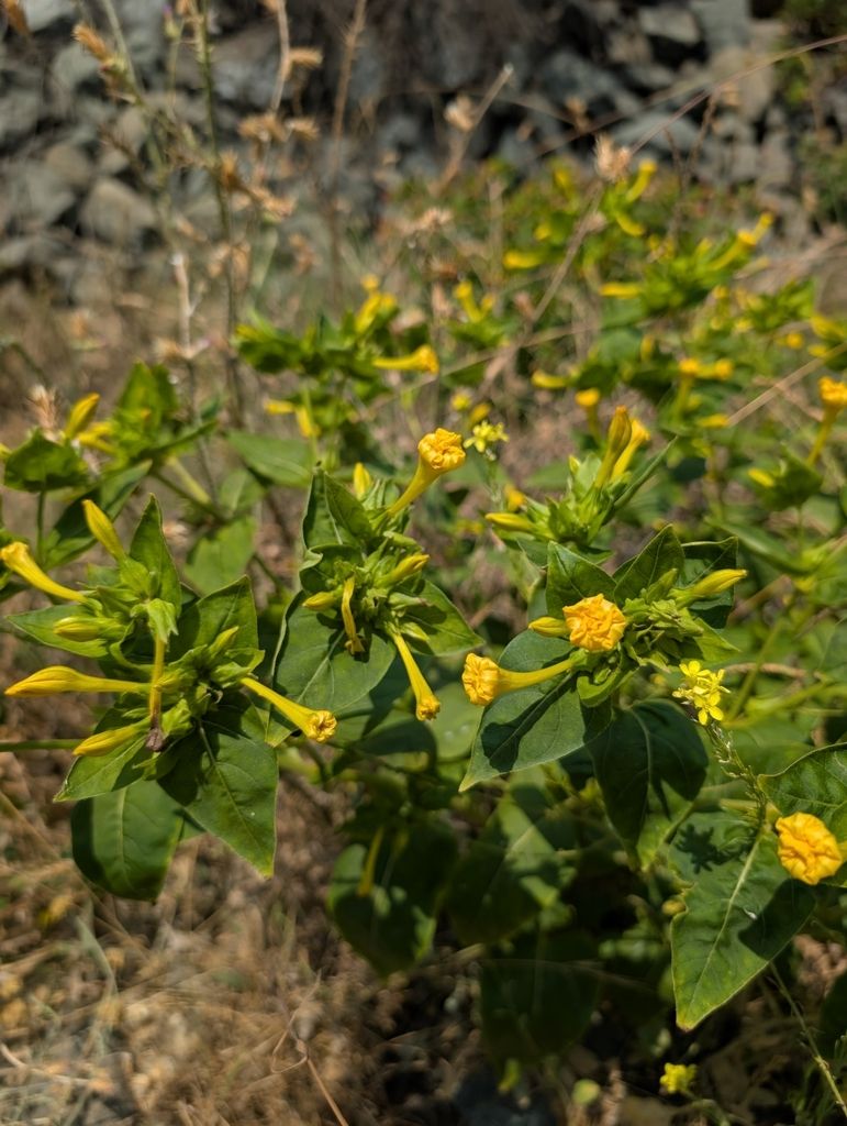 Marvel of Peru (Mirabilis jalapa)