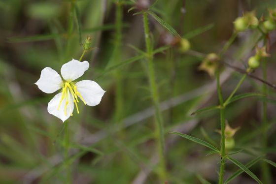 Maryland meadowbeauty (Rhexia mariana)