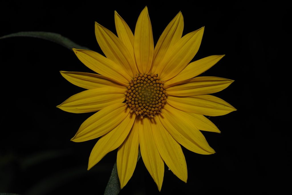 Maximilian sunflower (Helianthus maximiliani)
