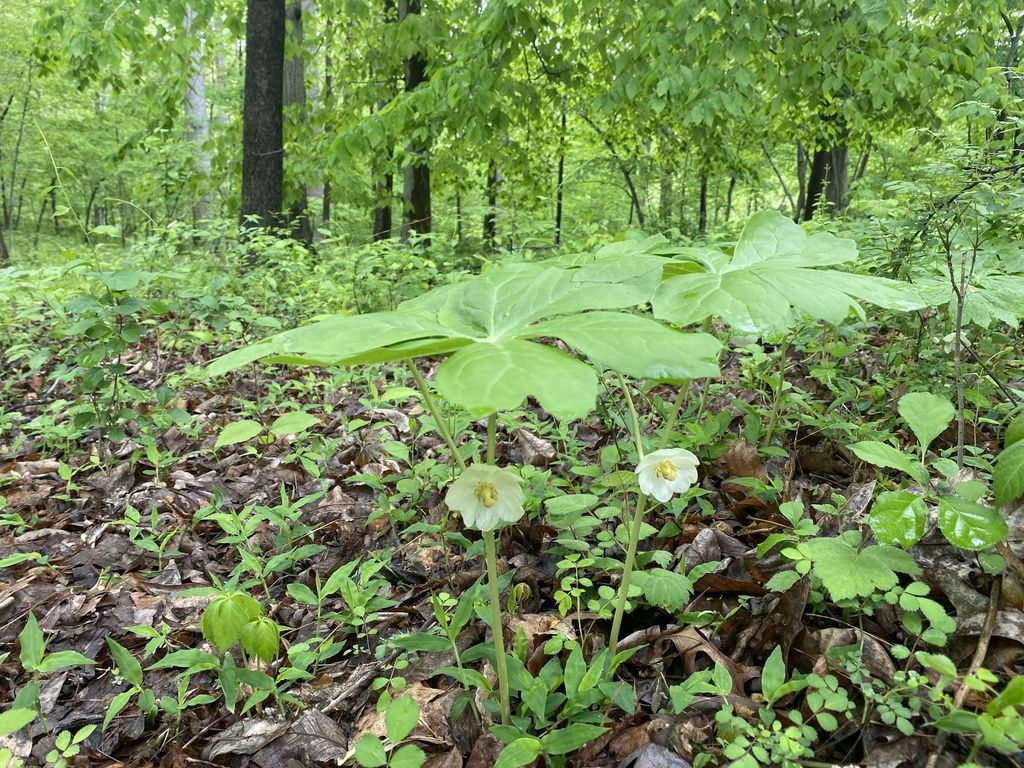 Mayapple (Podophyllum peltatum)