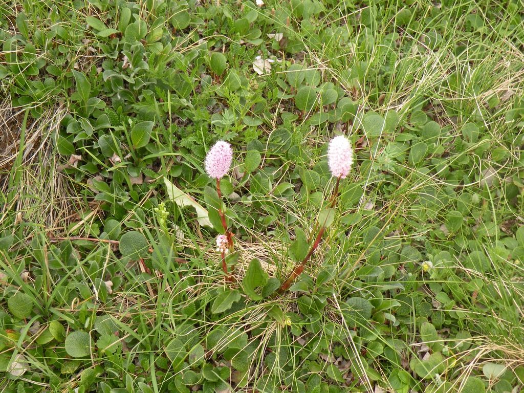 Meadow bistort (Bistorta plumosa)