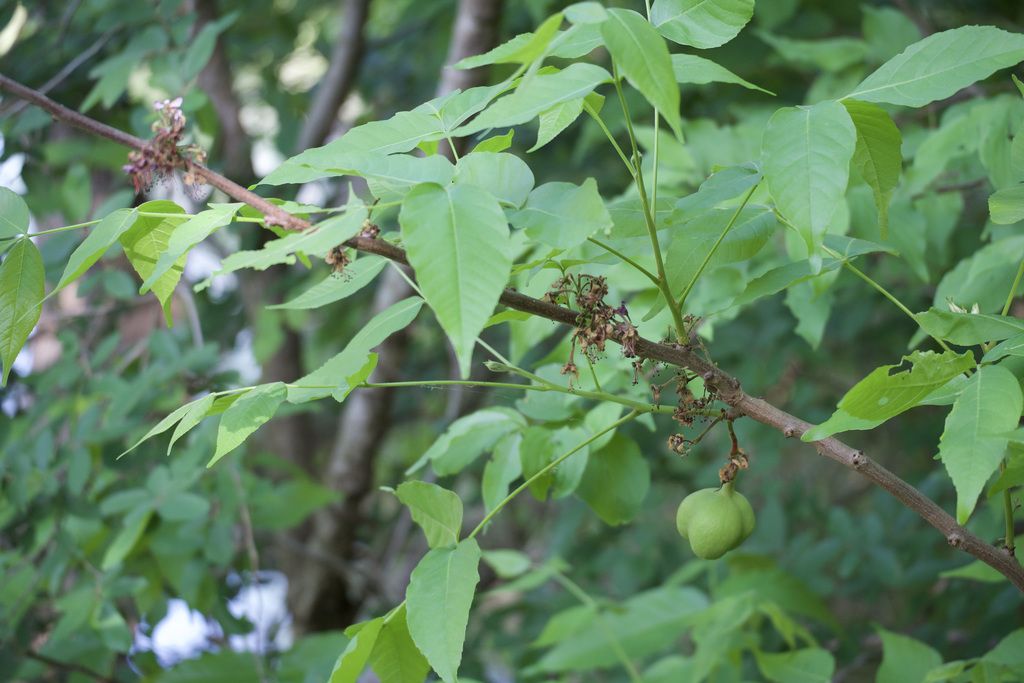 Mexican buckeye (Ungnadia speciosa)