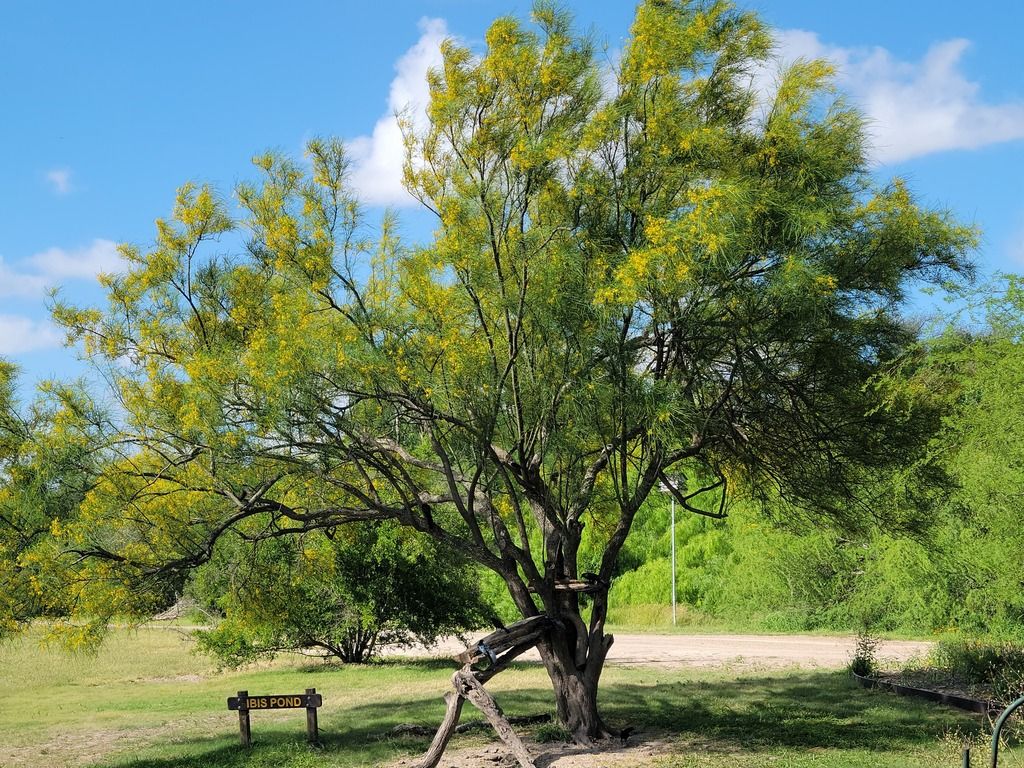 Mexican palo verde (Parkinsonia aculeata)