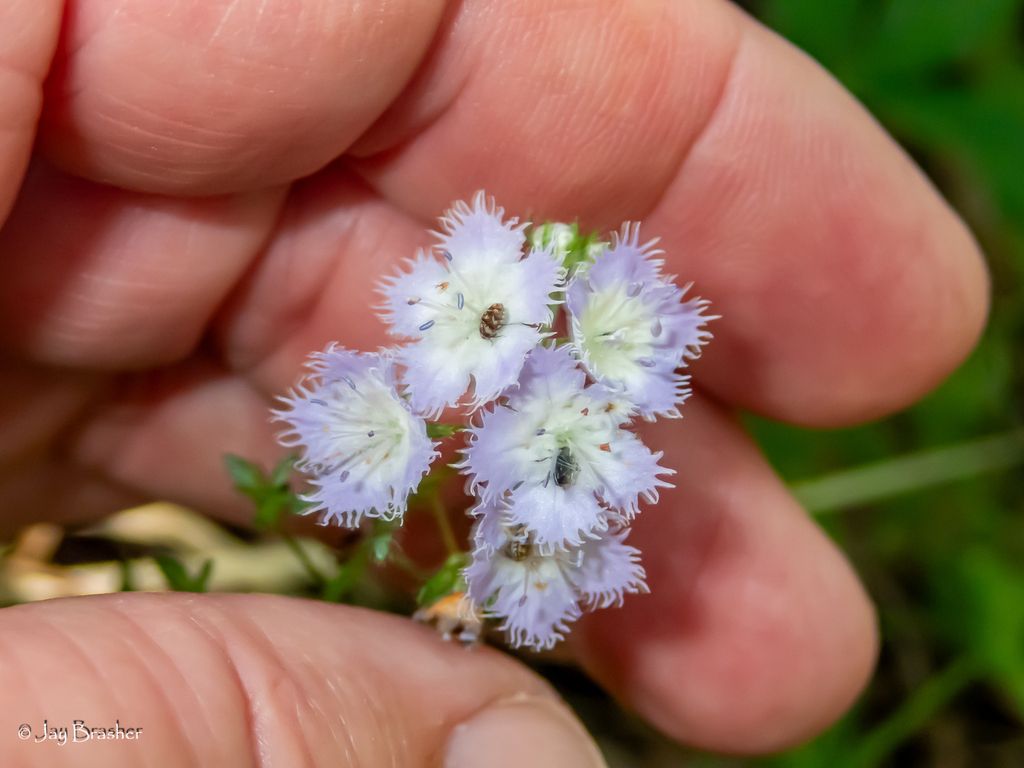 Miami mist (Phacelia purshii)