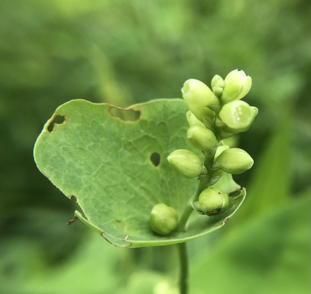 Mile-a-minute weed (Persicaria perfoliata)