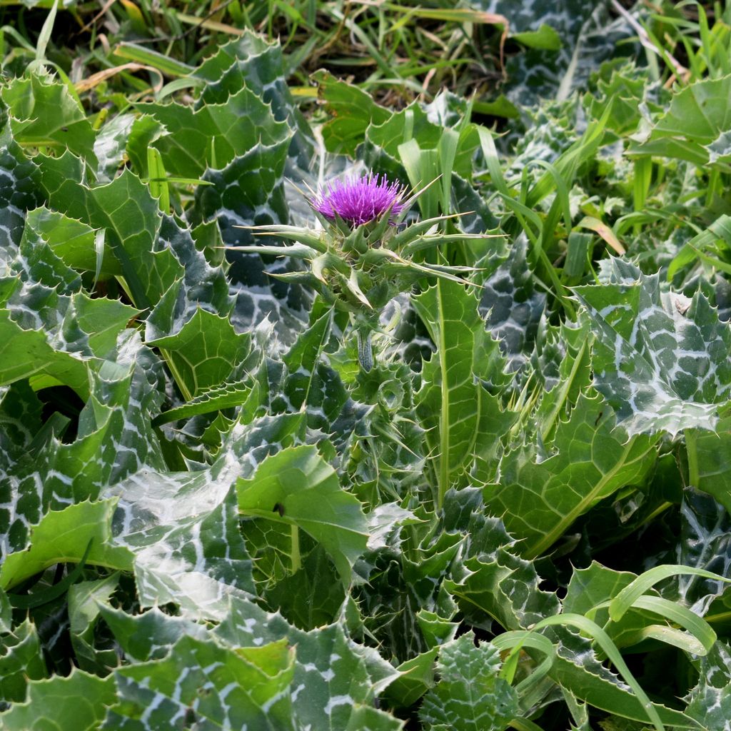 Milk thistle (Silybum marianum)