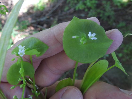 Miner's lettuce (Claytonia perfoliata)
