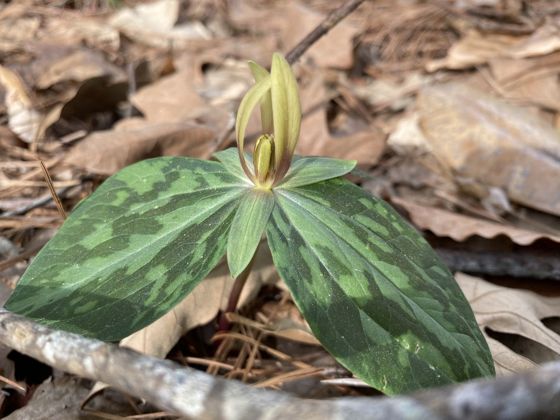 Mississippi River wakerobin (Trillium foetidissimum)