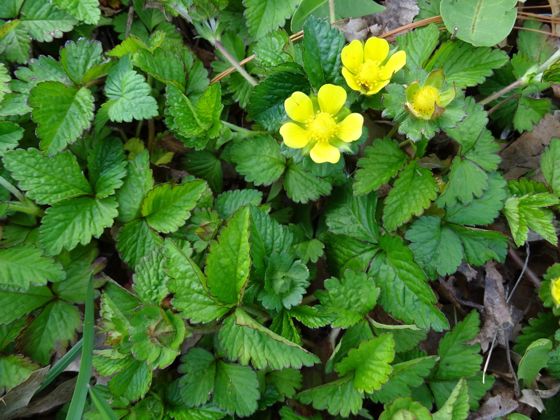 Mock strawberry (Potentilla indica)