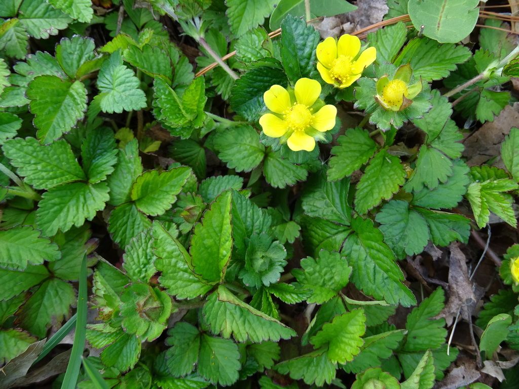 Mock strawberry (Potentilla indica)