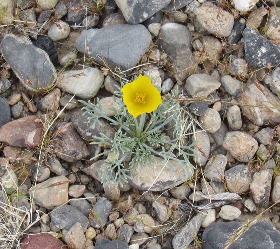 Mojave poppy (Eschscholzia glyptosperma)