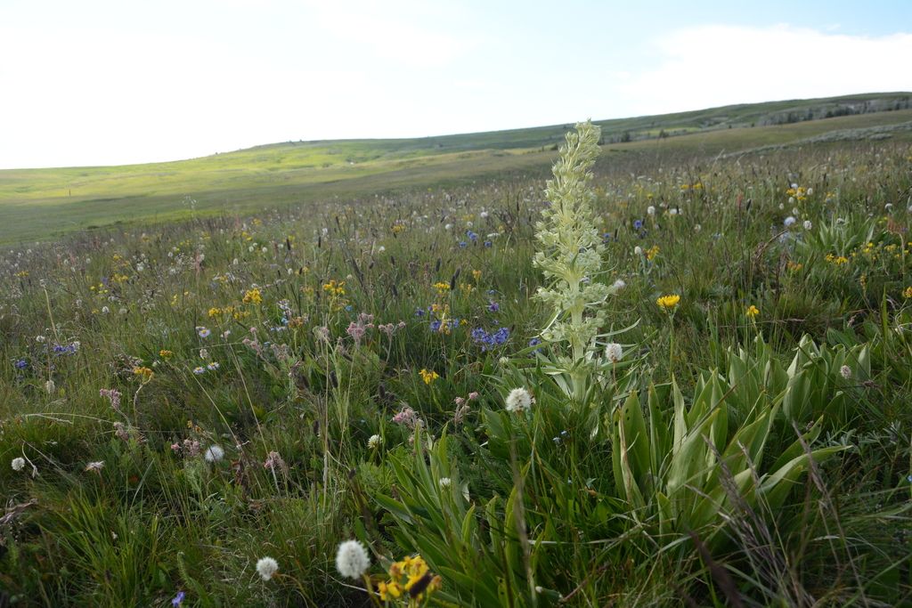 Monument plant (Frasera speciosa)