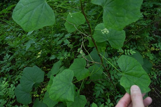 Moonseed (Menispermum canadense)