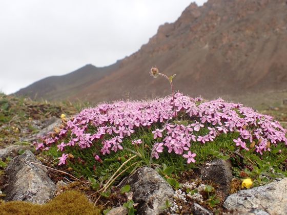 Moss campion (Silene acaulis)