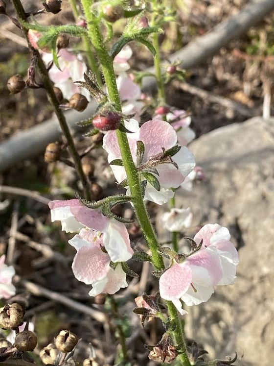 Moth mullein (Verbascum blattaria)