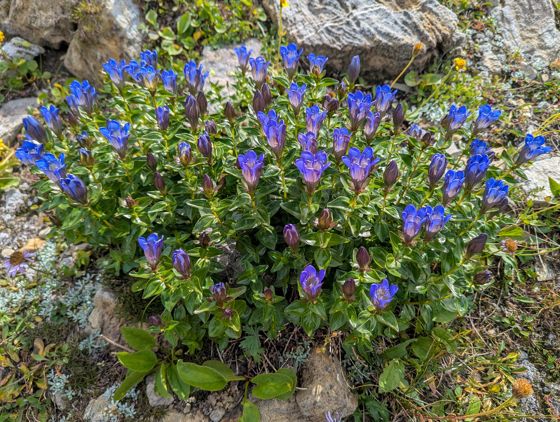 Mountain bog gentian (Gentiana calycosa)