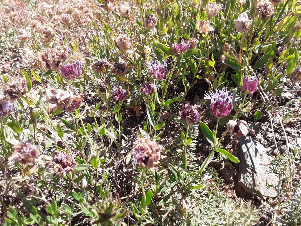 Mountain coyote mint (Monardella odoratissima)