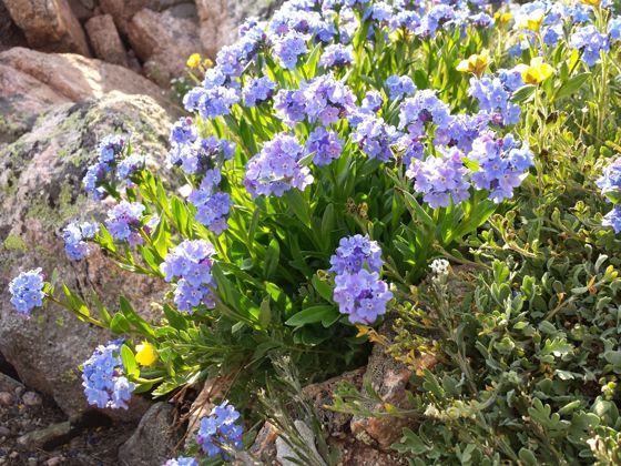 Mountain forget-me-not