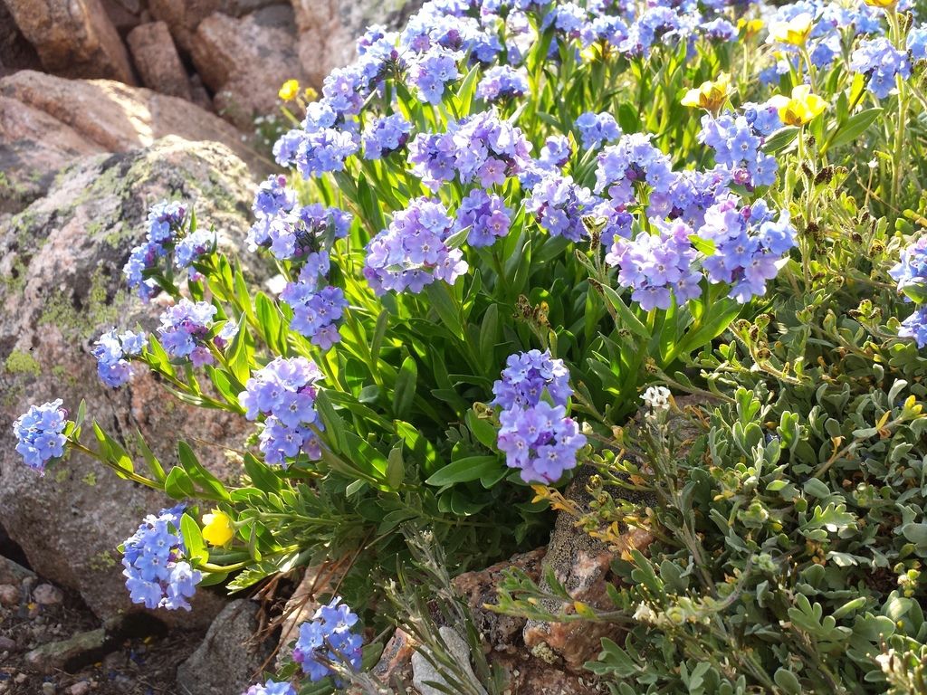 Mountain forget-me-not (Myosotis asiatica)