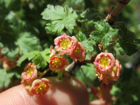 Mountain gooseberry (Ribes montigenum)