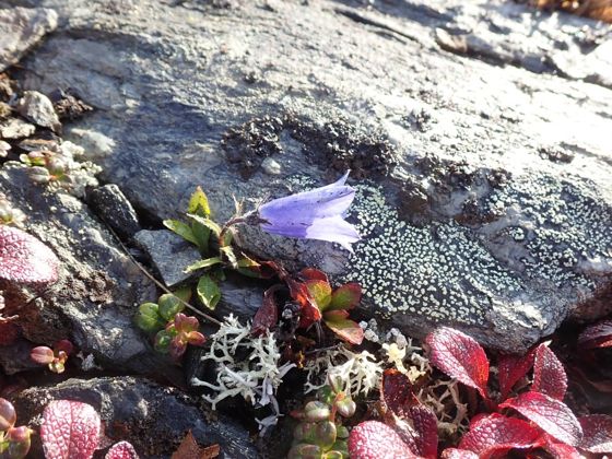 Mountain harebell (Campanula lasiocarpa)
