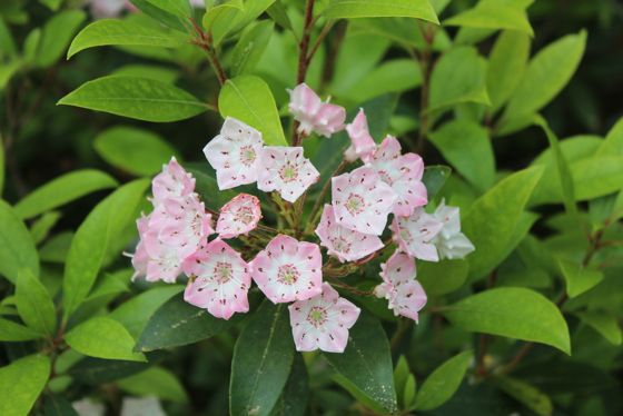 Mountain laurel (Kalmia latifolia)