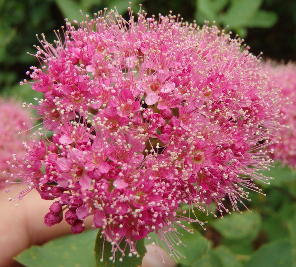 Mountain spirea (Spiraea splendens)