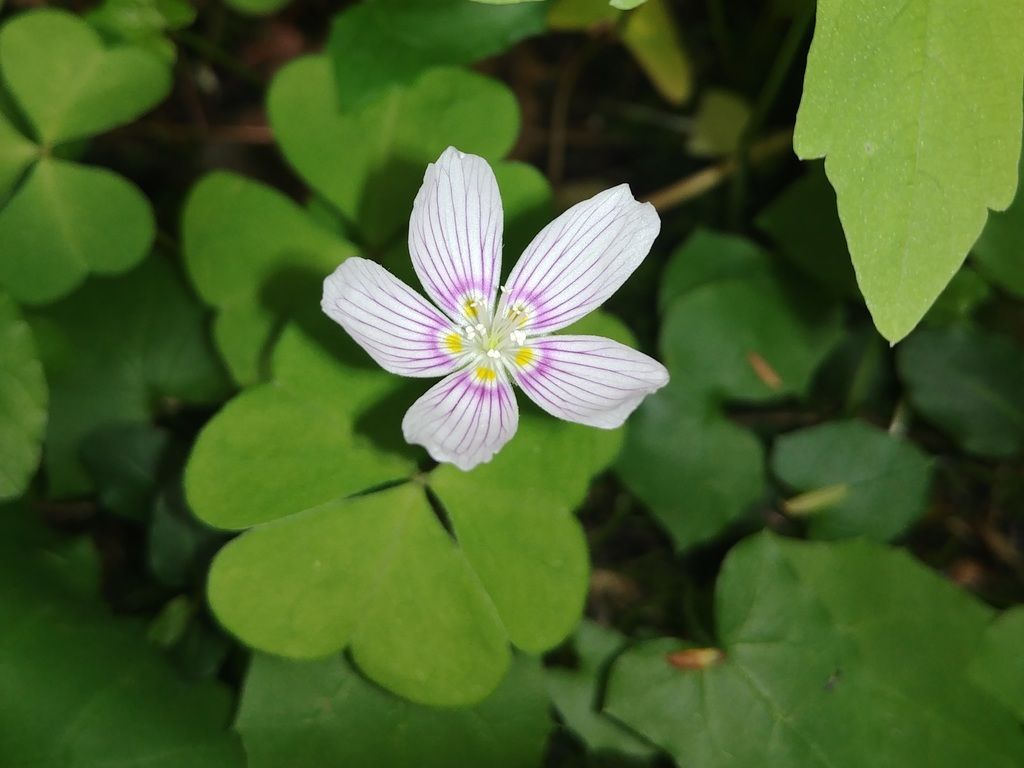 Mountain woodsorrel (Oxalis montana)