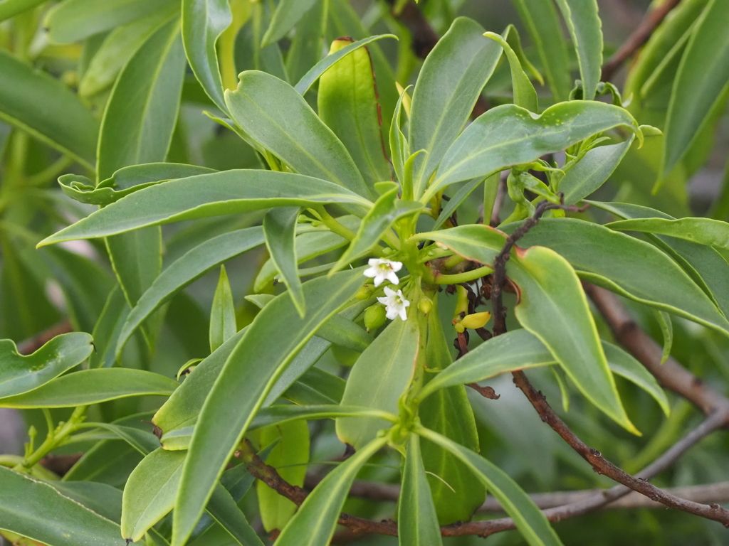 Naio (Myoporum sandwicense)
