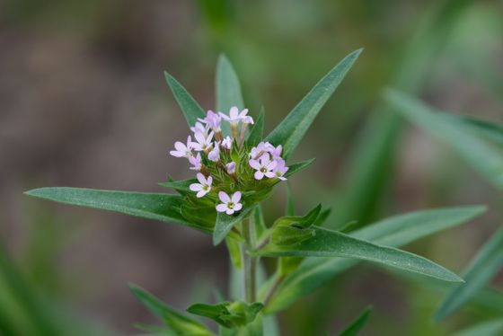 Narrow-leaf mountain trumpet (Collomia linearis)