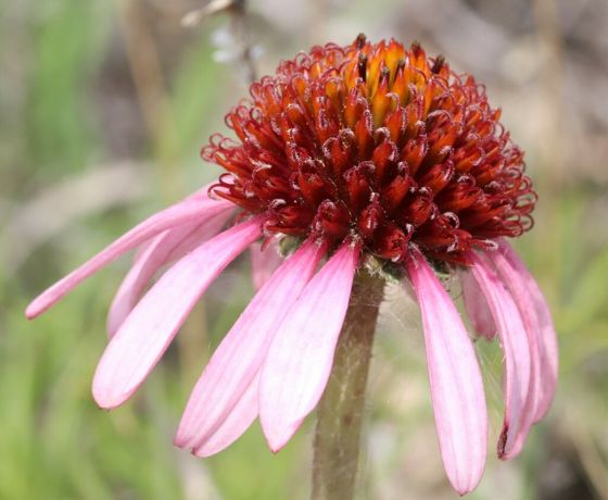 Narrow-leaved purple coneflower (Echinacea angustifolia)