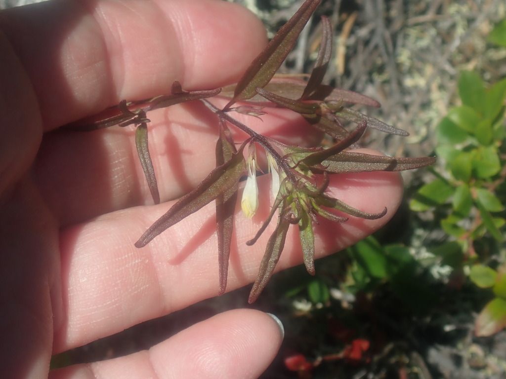 Narrowleaf cow wheat (Melampyrum lineare)
