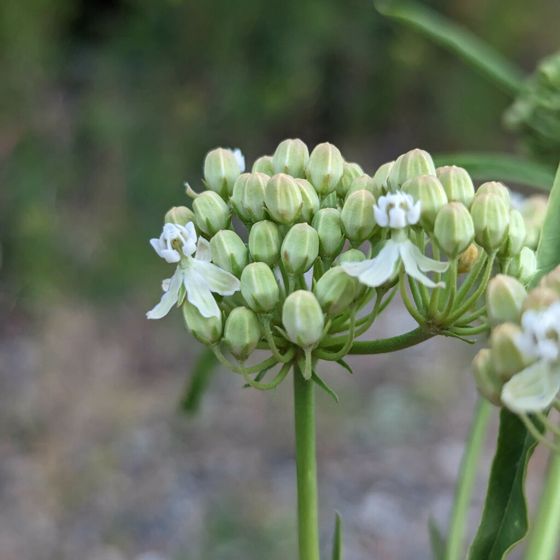 Narrowleaf milkweed (Asclepias fascicularis)
