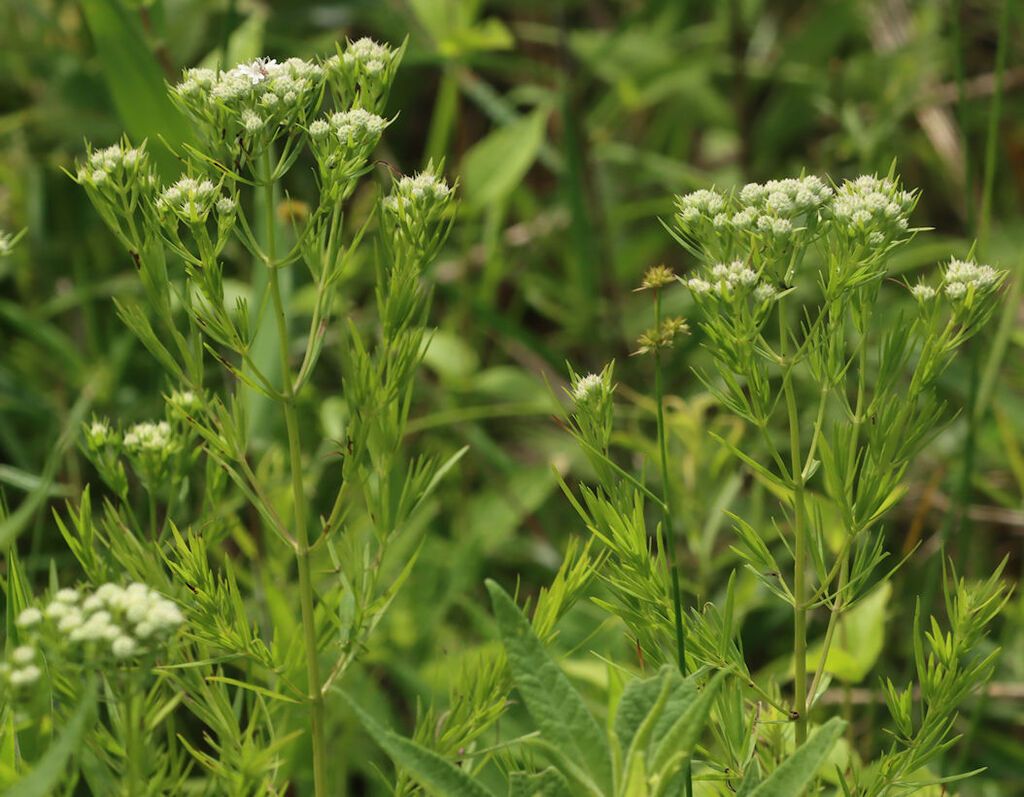 Narrowleaf mountainmint (Pycnanthemum tenuifolium)