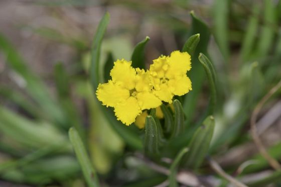 Narrowleaf puccoon (Lithospermum incisum)