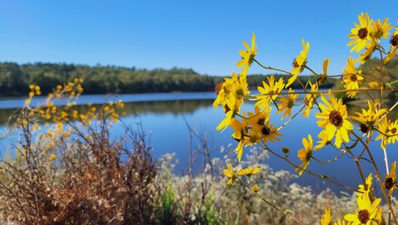 Narrowleaf sunflower (Helianthus angustifolius)