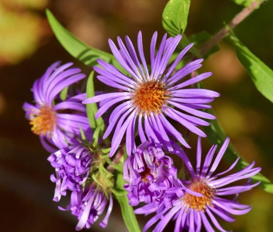 New England aster (Symphyotrichum novae-angliae)