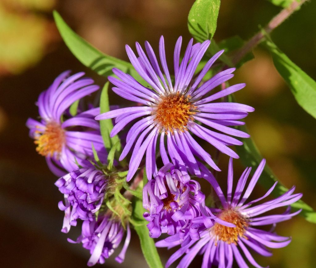 New England aster (Symphyotrichum novae-angliae)