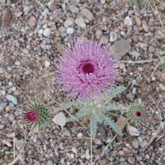 New Mexico thistle (Cirsium neomexicanum)