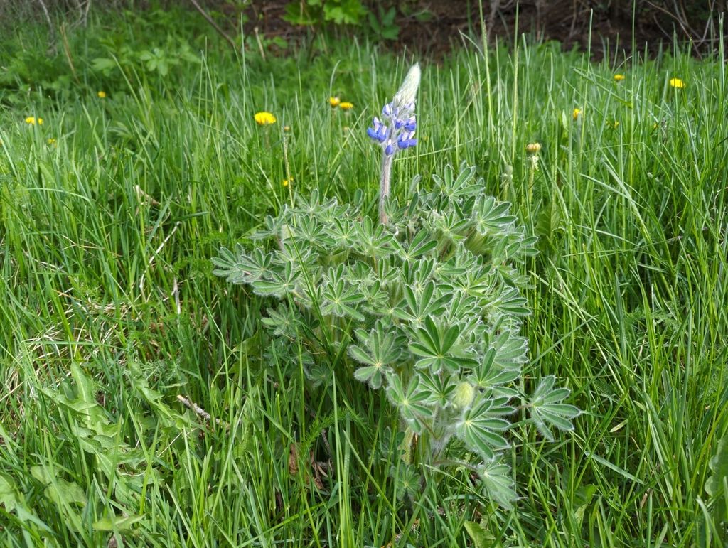 Nootka lupine (Lupinus nootkatensis)