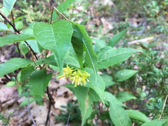 Northern bush honeysuckle (Diervilla lonicera)