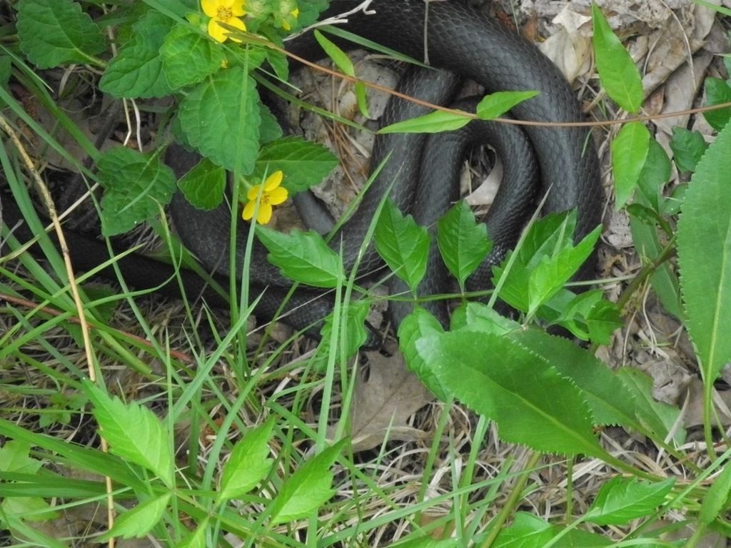 Northern green-and-gold (Chrysogonum virginianum)